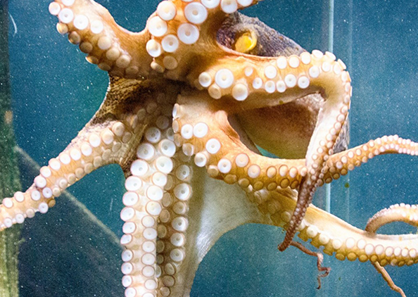 Read more about the article Fauna and Wildlife